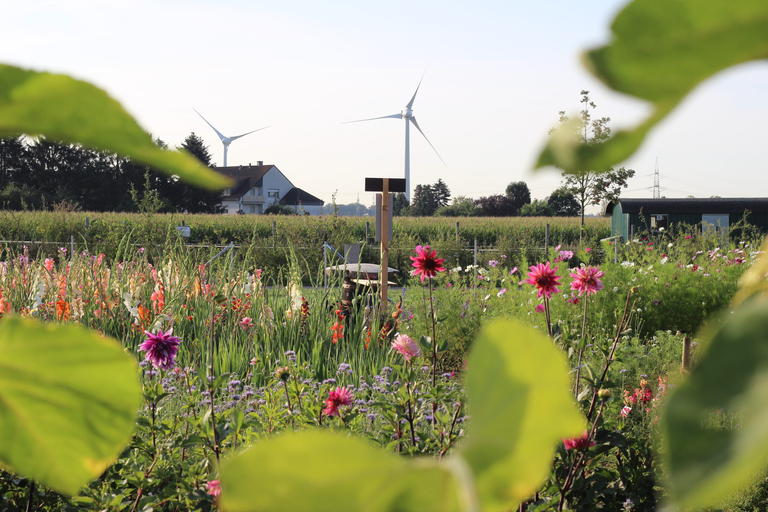 Blumen auf unserem Feld zum Selberschneiden